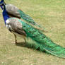 Male peacock