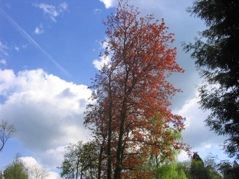 Tree Sways in Summer