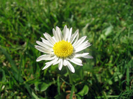 Simple Daisy