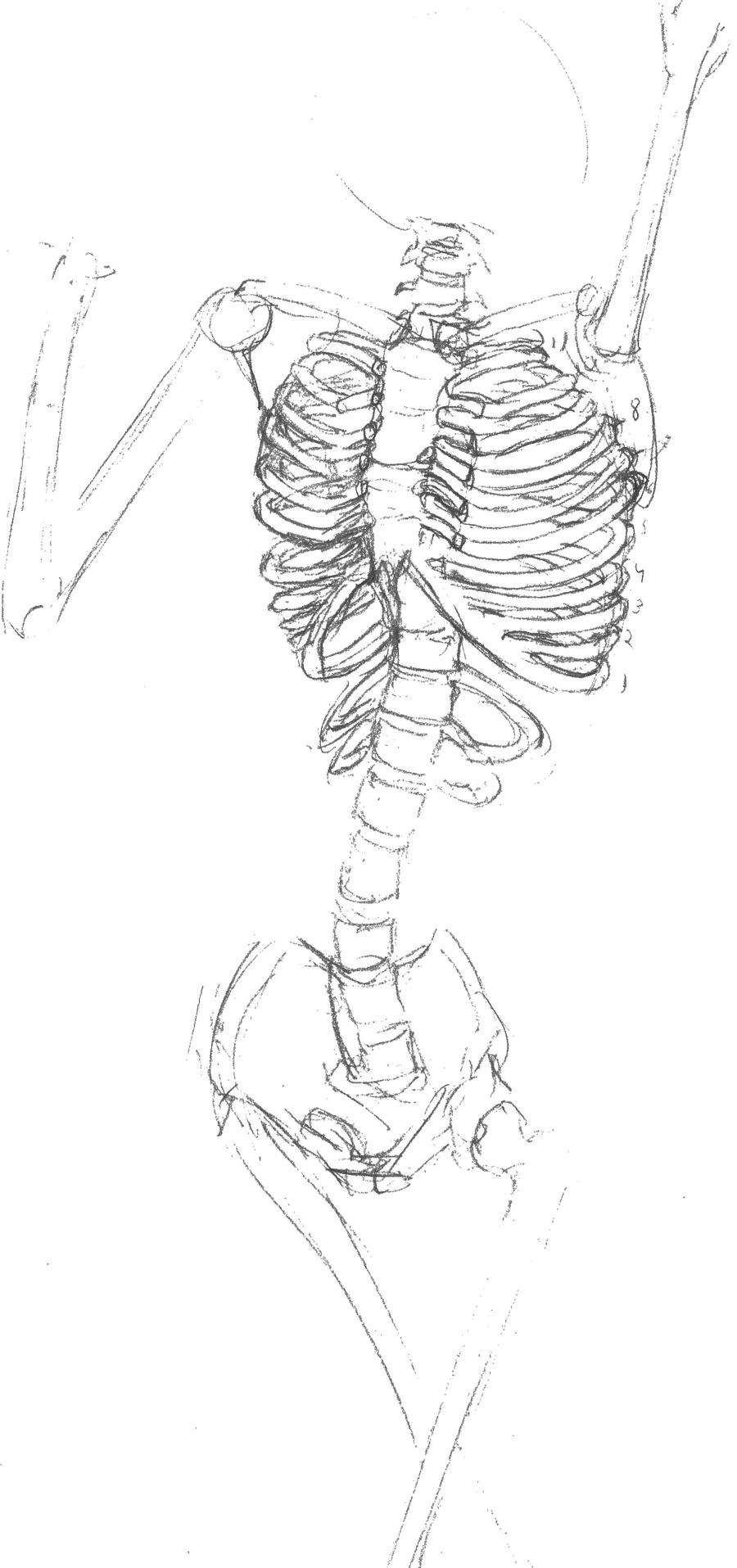 Skeleton Study 1