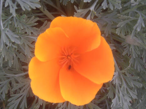 Orange flower