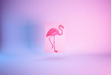 Flamingo in studio Light pro