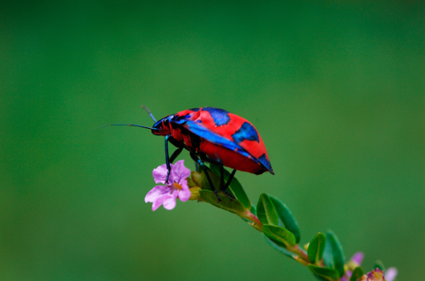 coleoptera II