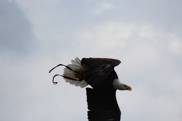 Barry the Bald Eagle 2