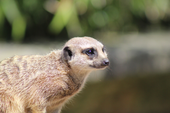 Meerkat 3