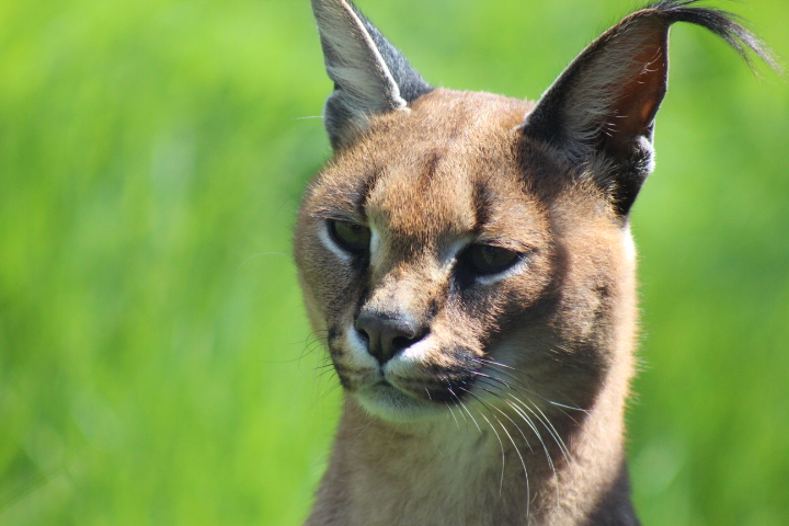 Caracal 5