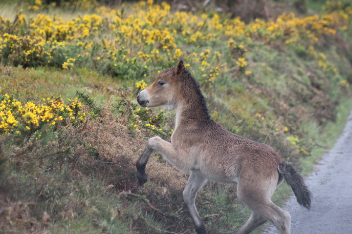 Exmoor Foal