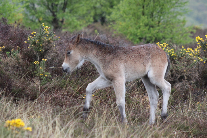 Exmoor Foal