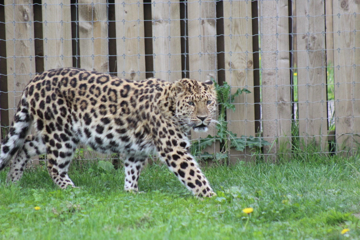 Amur Leopard 1