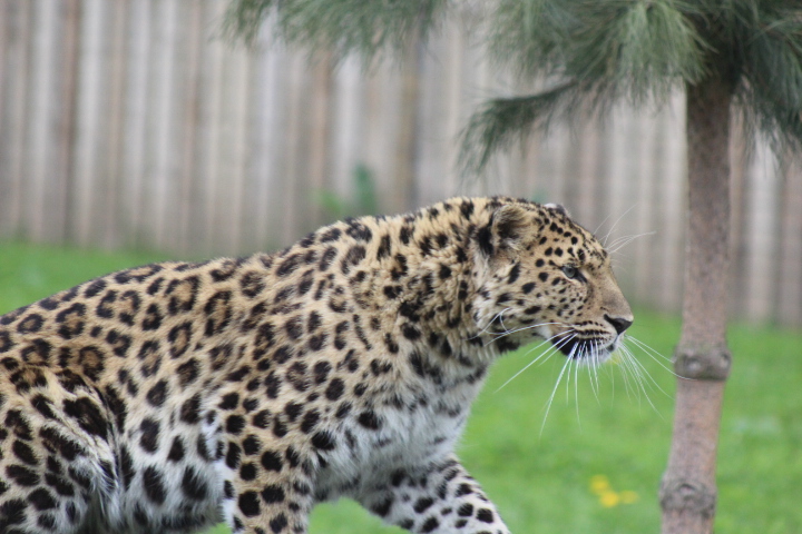 Amur Leopard 11