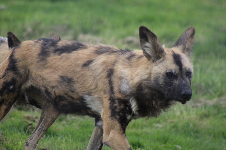 African Wild Dog