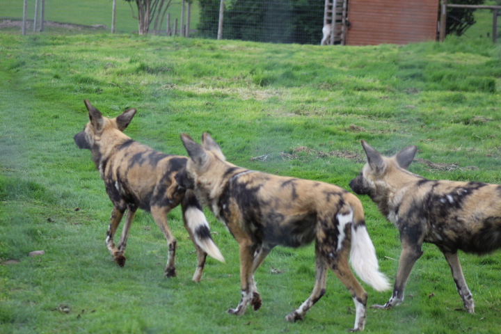 African Wild Dog Pack 2