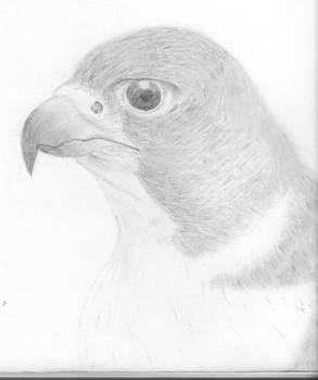 Pilgrim Falcon