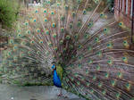 Peacock by hiaamir