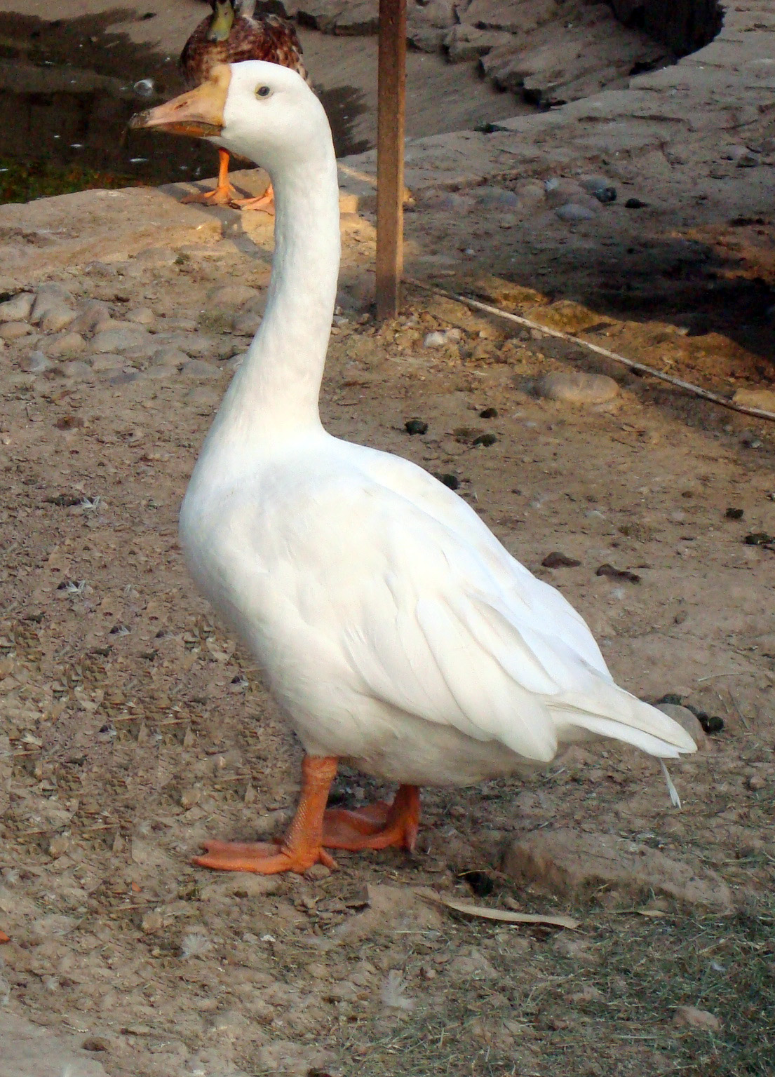 Goose