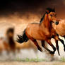 Incredible Horses - Wildlife Animals Wallpaper #4