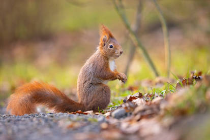 Cute Squirrel - Funny Little Animal #11