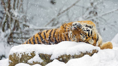 Tiger Wild Animal Wallpaper - WildLife #17
