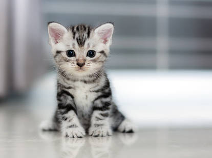 Cute Little Kitten - Pussy Cat #24