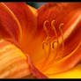 Orange Lily