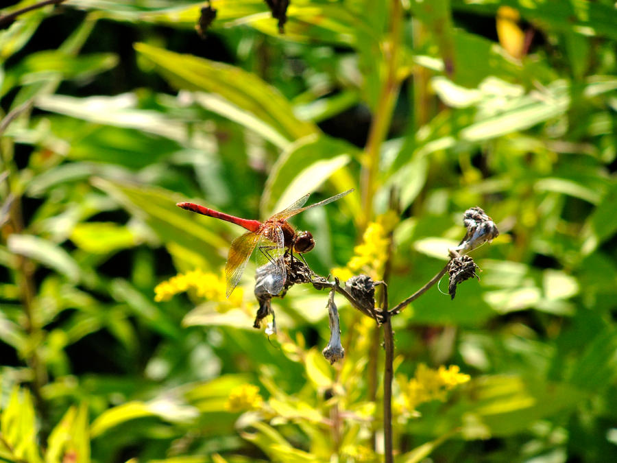 Dragonfly by tieflingwizard on DeviantArt