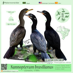Nannopterum brasilianus