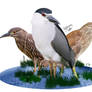 Nycticorax nycticorax