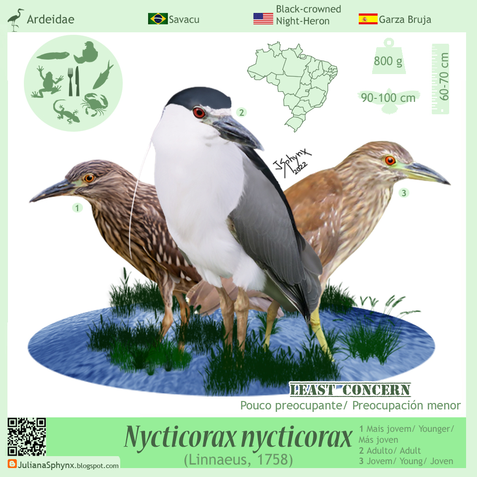 Nycticorax nycticorax by julianasphynx on DeviantArt