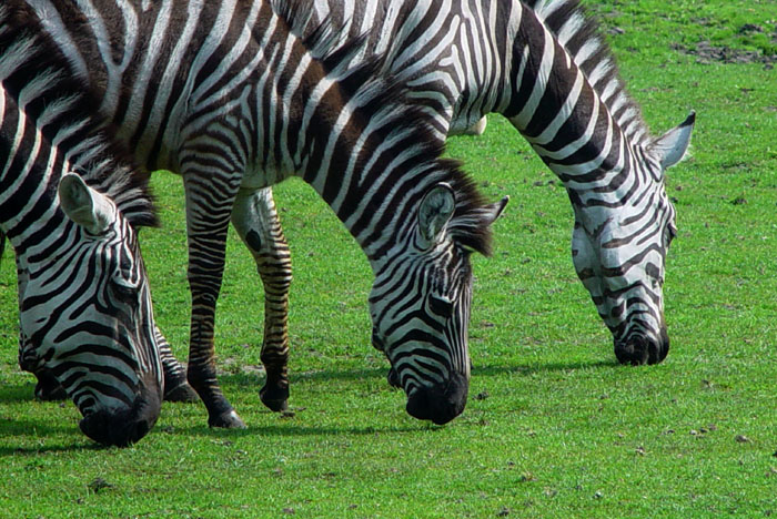 Zebra