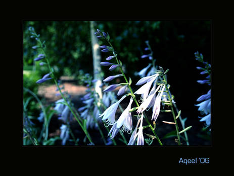 Purple Flowers