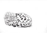 Sleeping Snow Leopard by ArtKayz