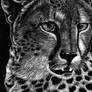 Scratchboard Cheetah