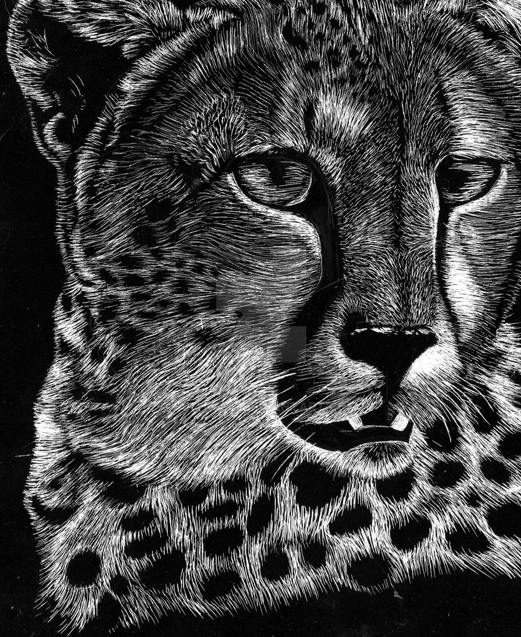 Scratchboard Cheetah