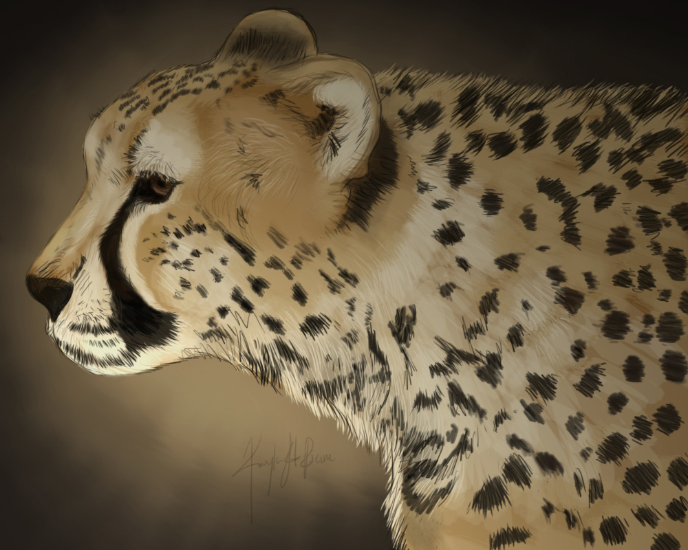 Cheetah Sketch