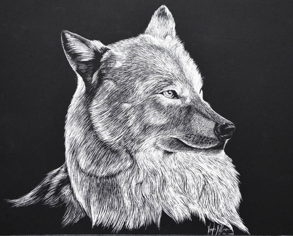 Arctic Wolf by ArtKayz on DeviantArt