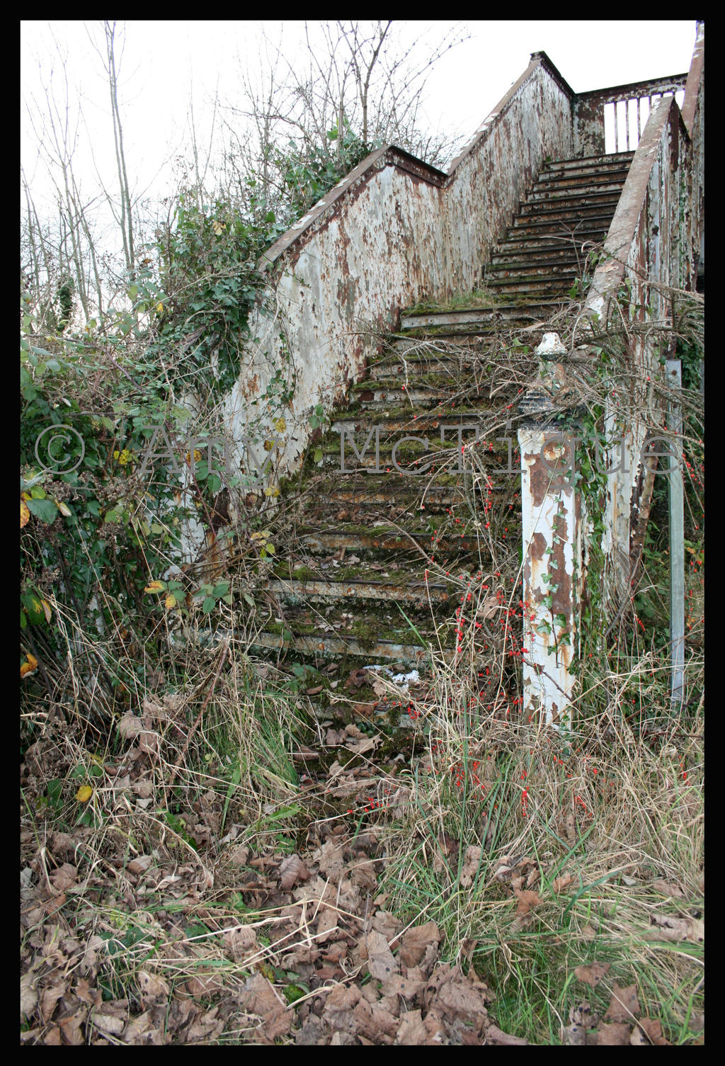 Overgrown Stairway