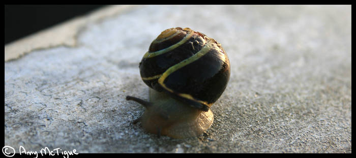 Snail