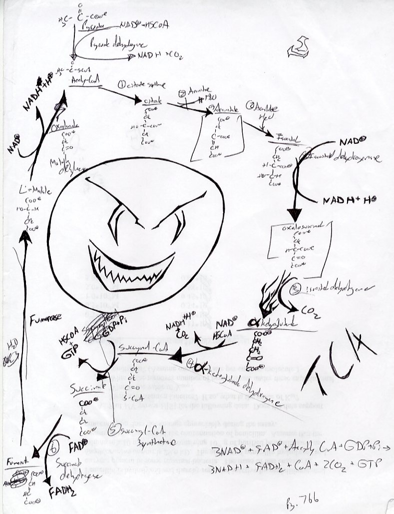 TCA cycle notes by OtakuWT on DeviantArt