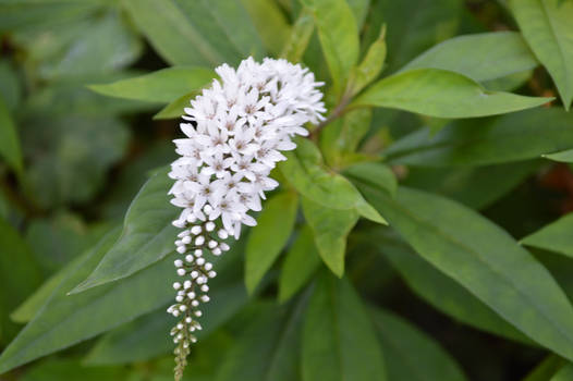 White flower