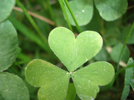 Leaf Heart