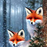 Cold Foxes