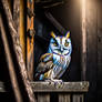 The Barn Screech Owl