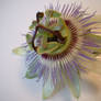 Passion Flower