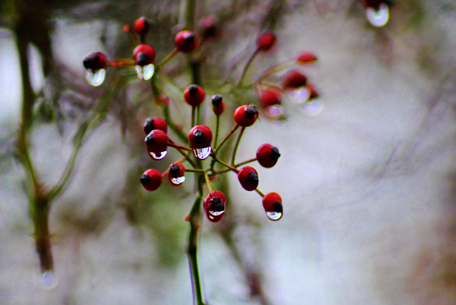 Rainy Day Berries