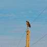 Bird on a Wire