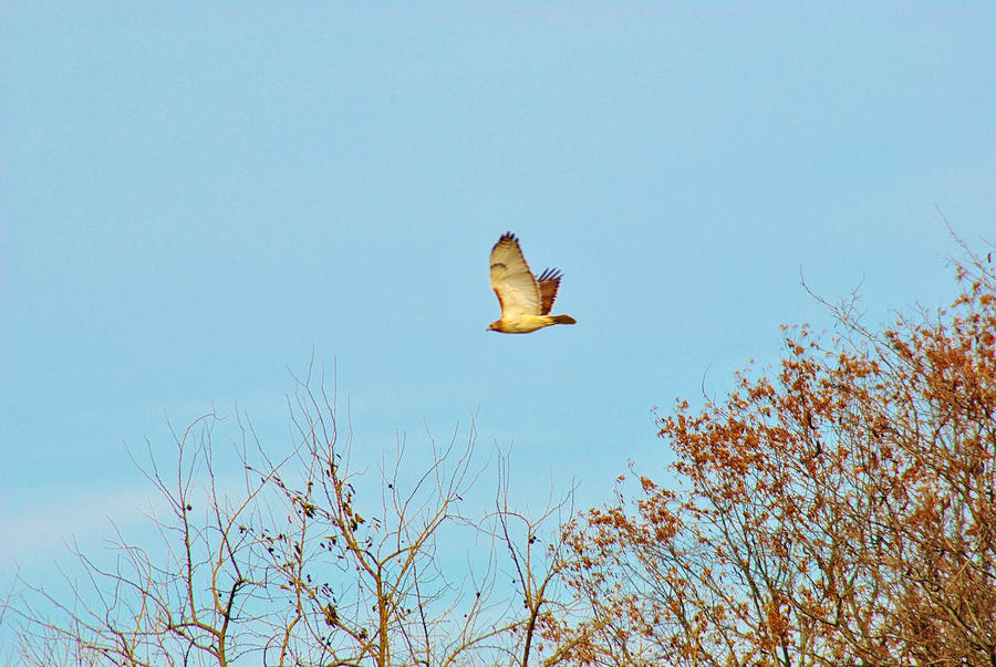 Taking Flight