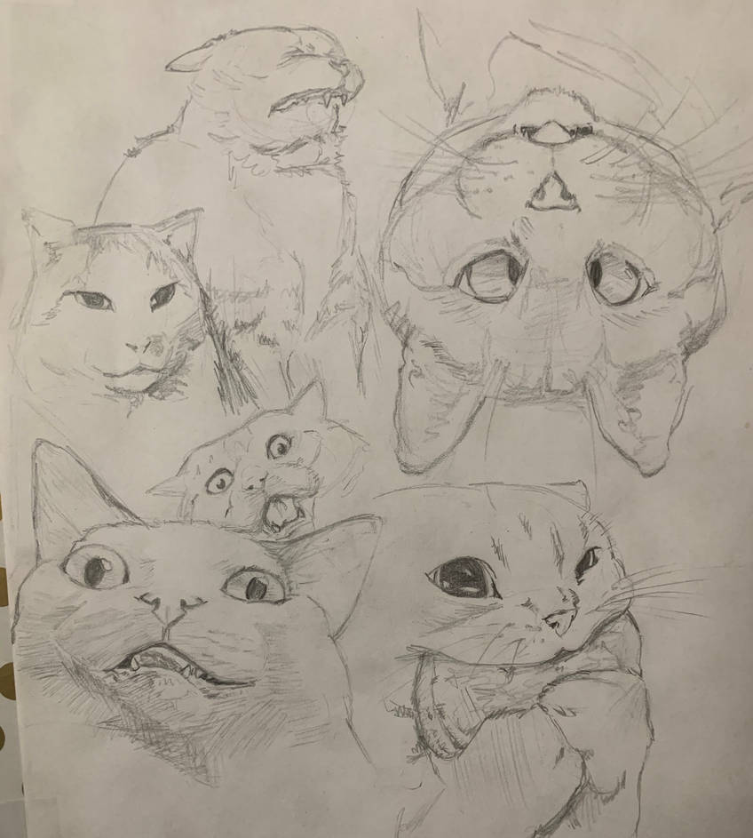 Derpy Kitty by gingerninjazxxz on DeviantArt