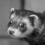 Ferret