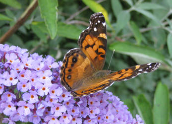 Red Admiral Butterfly