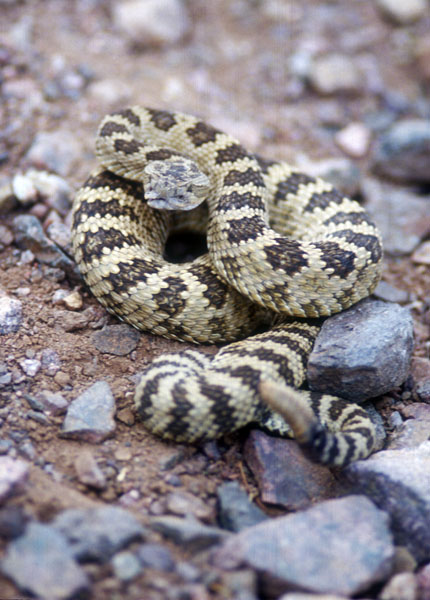 Rattler II by wildfotoguy on DeviantArt